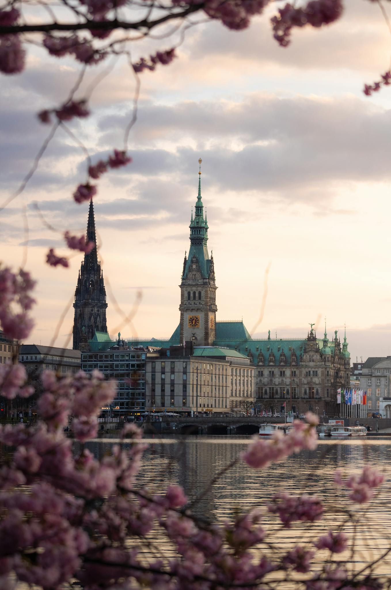Beautiful sunrise view of Hamburg's iconic city hall framed by cherry blossoms.