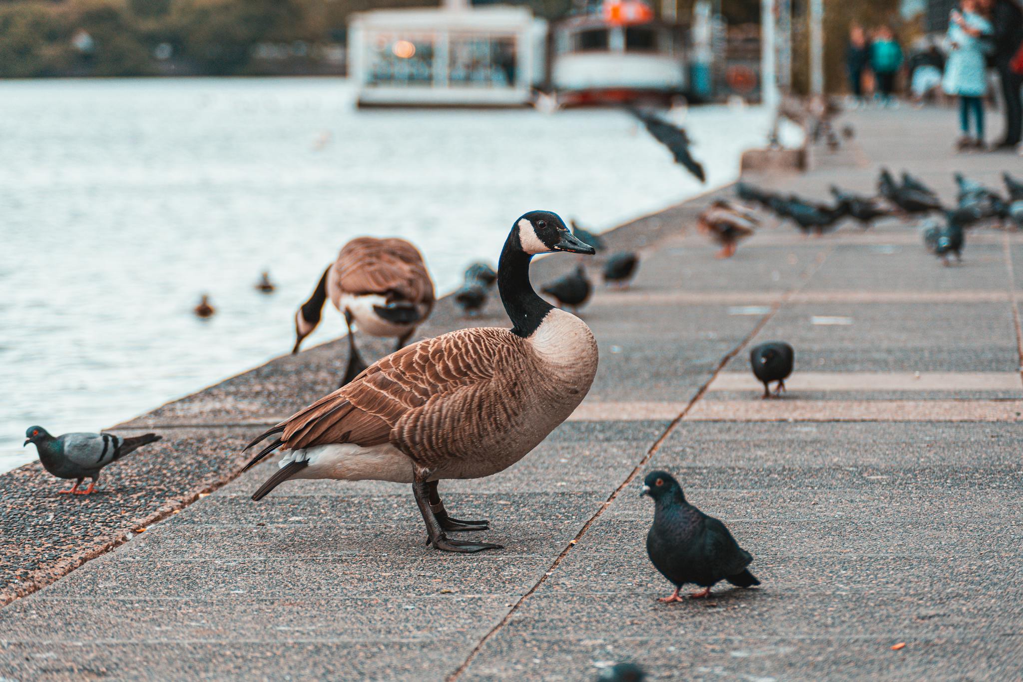 ducks-and-pigeons-gather-around-a-tranquil Home