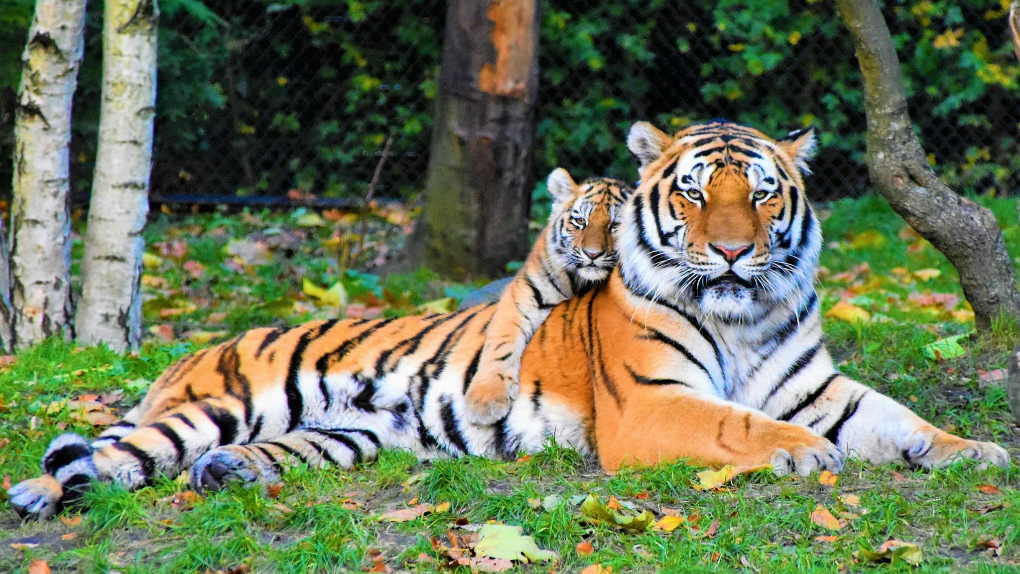 a-bengal-tiger-and-cub-resting-together Contact